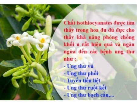 Hoa Đu Đủ Đực Tươi